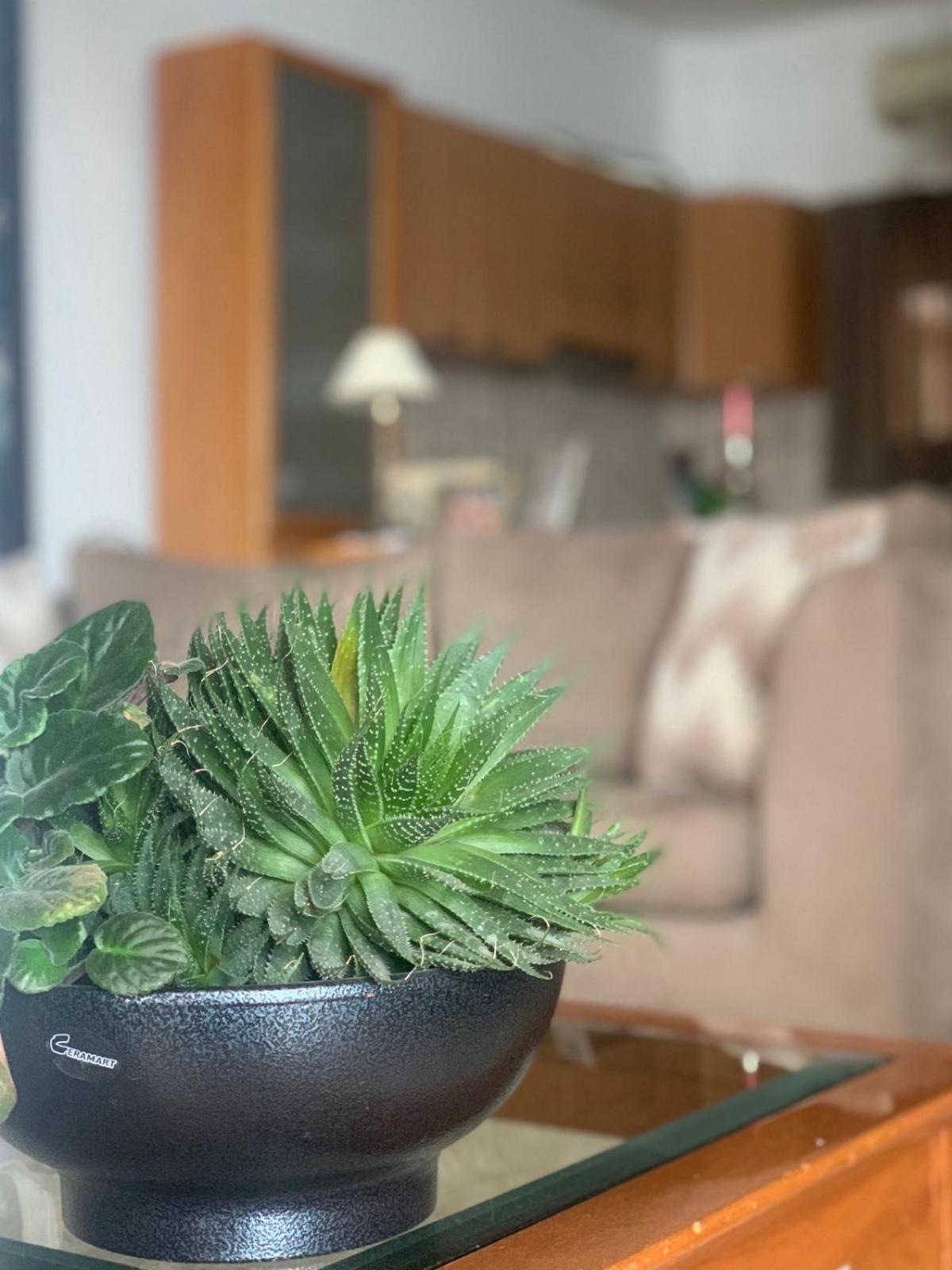 Beach Apartment PalaiónTsiflíkion エクステリア 写真